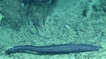 Conger oceanicus, 391 m Gulf of Mexico

Image courtesy of the NOAA Office of Ocean Exploration and Research, Gulf of Mexico 2017. Identification from photograph by D. Smith and A. Quattrini.