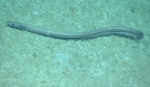 Ilyophis brunneus, 1178 m Gulf of Mexico

Image courtesy of the NOAA Office of Ocean Exploration and Research, Gulf of Mexico 2017. Identification from photograph by K. Sulak and A. Quattrini.