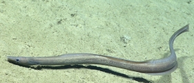 author: NOAA Okeanos Explorer Program