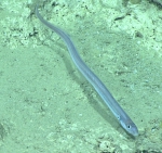 Pseudophichthys splendens, 696 m Gulf of Mexico

Image courtesy of the NOAA Office of Ocean Exploration and Research, Gulf of Mexico 2017. Identification from photograph by D. Smith.