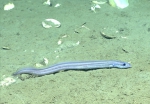 Pseudophichthys splendens, 805 m Gulf of Mexico

Image courtesy of the NOAA Office of Ocean Exploration and Research, Gulf of Mexico 2017. Identification from photograph by D. Smith.