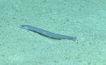 Pseudophichthys splendens, 816 m Gulf of Mexico

Image courtesy of the NOAA Office of Ocean Exploration and Research, Gulf of Mexico 2017. Identification from photograph by D. Smith.