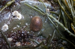 Nudibranch