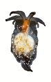 Ten astounding marine species of the last decade (2007-2017)