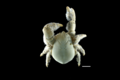 Ten astounding marine species of the last decade (2007-2017)