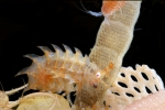 Photograph with coral-like bryozoans was made in a small aquarium on the icebreaker Polarstern in 1996