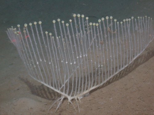 Chondrocladia lyra with 2 vanes, 3318 m depth Chondrocladia lyra with 2 vanes, 3318 m depth