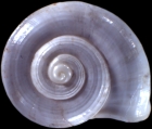 Lithidion niveum, author: Neubert, Eike
