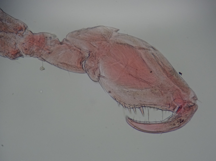 S. georgiana male gnathopod 2 S. georgiana male gnathopod 2