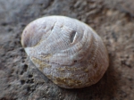 Crepidula fornicata, author: Julius A. Ellrich