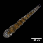 Leptohalysis catella (Höglund, 1947)