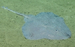 Fenestraja sp., 796 m Gulf of Mexico

Image courtesy of the NOAA Office of Ocean Exploration and Research, Gulf of Mexico 2017. Identification from photograph by M. Stehmann.