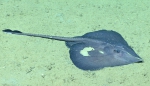 Rajella cf. purpuriventralis, 1583 m Gulf of Mexico

Image courtesy of the NOAA Office of Ocean Exploration and Research, Gulf of Mexico 2017. Identification from photograph by M. Stehmann.