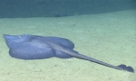 Rajella cf. purpuriventralis, 1918 m Gulf of Mexico

Image courtesy of the NOAA Office of Ocean Exploration and Research, Gulf of Mexico 2017. Identification from photograph by M. Stehmann.
