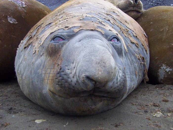 Elephant seal