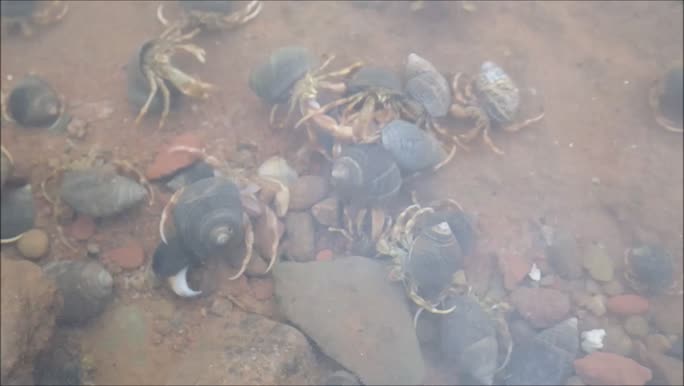 Hermit crabs (Pagurus spp.)