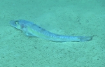 Bembrops gobioides, 397 m Gulf of Mexico

Image courtesy of the NOAA Office of Ocean Exploration and Research, Gulf of Mexico 2017. Identification from photograph by T. Sutton and A. Quattrini.