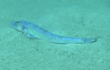 Bembrops gobioides, 397 m Gulf of Mexico

Image courtesy of the NOAA Office of Ocean Exploration and Research, Gulf of Mexico 2017. Identification from photograph by T. Sutton and A. Quattrini.