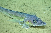 Bembrops gobioides, 533 m Gulf of Mexico

Image courtesy of the NOAA Office of Ocean Exploration and Research, Gulf of Mexico 2017. Identification from photograph by T. Sutton and A. Quattrini.