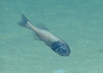 Stephanoberyx monae, 1054 m Gulf of Mexico

Image courtesy of the NOAA Office of Ocean Exploration and Research, Gulf of Mexico 2017. Identification from photograph by T. Sutton and A. Quattrini.