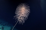 Iridogorgia magnispiralis, 2349 m Gulf of Mexico

Image courtesy of the NOAA Office of Ocean Exploration and Research, Gulf of Mexico 2018.
