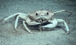 Chaceon fenneri, 498 m Gulf of Mexico

Image courtesy of the NOAA Office of Ocean Exploration and Research, Gulf of Mexico 2018. Identification from photograph by M. Wicksten.