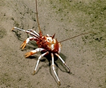 Galacantha spinosa, 768 m Gulf of Mexico

Image courtesy of the NOAA Office of Ocean Exploration and Research, Gulf of Mexico 2018. Identification from photograph by M. Wicksten.