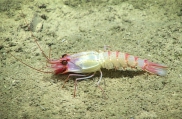 author: NOAA Okeanos Explorer Program