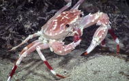 author: NOAA Okeanos Explorer Program