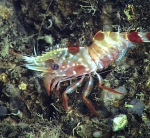 Eugonatonotus crassus, 435 m Gulf of Mexico

Image courtesy of the NOAA Office of Ocean Exploration and Research, Gulf of Mexico 2018. Identification from photograph by M. Wicksten.