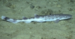 Galeus arae, 530 m Gulf of Mexico

Image courtesy of the NOAA Office of Ocean Exploration and Research, Gulf of Mexico 2018. Identification from photograph by A. Quattrini.