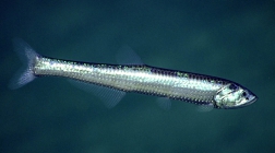 Manducus maderensis, 802 m Gulf of Mexico

Image courtesy of the NOAA Office of Ocean Exploration and Research, Gulf of Mexico 2018. Identification from photograph by A. Quattrini.