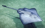 Rajella cf. purpuriventralis, 1516 m Gulf of Mexico

Image courtesy of the NOAA Office of Ocean Exploration and Research, Gulf of Mexico 2018. Identification from photograph by A. Quattrini.