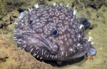 Sladenia shaefersi, 1058 m Gulf of Mexico

Image courtesy of the NOAA Office of Ocean Exploration and Research, Gulf of Mexico 2018. Identification from photograph by A. Quattrini.