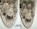 Isodiametra divae