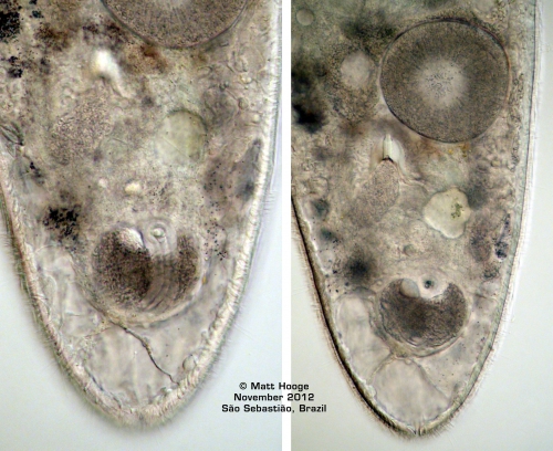 Isodiametra divae