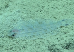 Poecilopsetta beanii, 408 m Gulf of Mexico

Image courtesy of the NOAA Office of Ocean Exploration and Research, Gulf of Mexico 2017. Identification from photograph by T. Munroe.