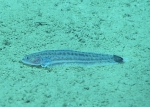 Symphurus marginatus, 399 m Gulf of Mexico

Image courtesy of the NOAA Office of Ocean Exploration and Research, Gulf of Mexico 2017. Identification from photograph by T. Munroe.