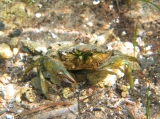 Carcinus aestuarii, author: Pillon, Roberto