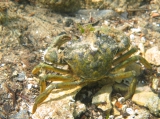 Carcinus aestuarii, author: Pillon, Roberto