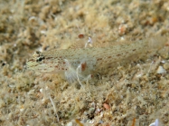 Gobius bucchichi