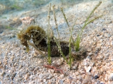 Hippocampus guttulatus, author: Pillon, Roberto