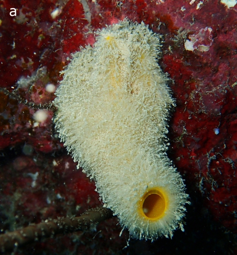 Sycettusa hirsutissima habitus Sycettusa hirsutissima habitus