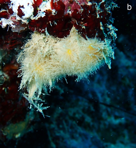 Sycettusa hirsutissima habitus 2 Sycettusa hirsutissima habitus 2