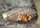 author: NOAA Okeanos Explorer Program