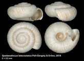 Spelaeodiscus latecostatus Pl-Gergely & Eross, 2018, holotype, author: Pl-Gergely, Barna
