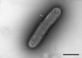 Nitratiruptor tergarcus MI55-1T (AB175499)