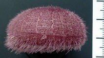 Preserved specimen of Paleopneustes cristatus, right lateral view, author: Kroh, Andreas