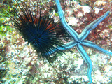 Diadema mexicanum from Galapagos, author: Rein Ketelaars