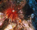 Diadema palmeri